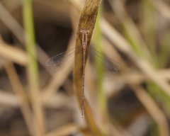 Lestes concinnus