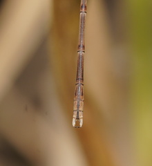 Lestes concinnus