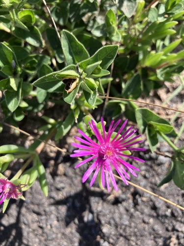 Tuft Sheepfig (Delosperma caespitosum)