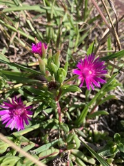 Delosperma caespitosum, photograph author not stated, no rights reserved
