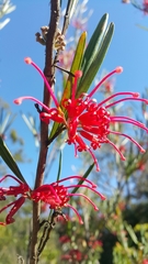 Grevillea oleoides