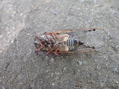 Auritibicen bihamatus