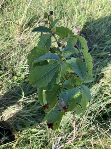 False Nanaberry (Searsia carnosula)