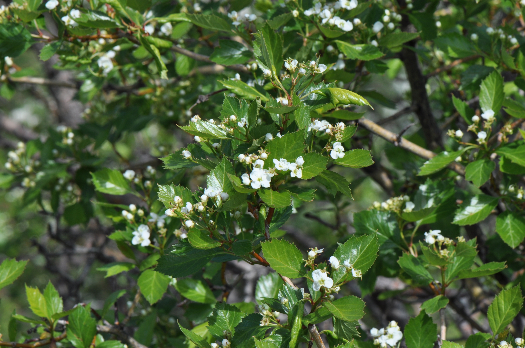 Crataegus erythropoda