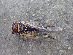 Auritibicen bihamatus