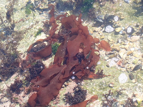 Image of Grateloupia turuturu by (c) petitcrabe, some rights reserved (CC BY)