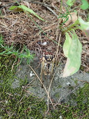 Auritibicen bihamatus