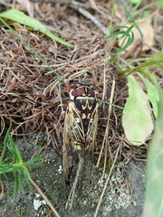Auritibicen bihamatus