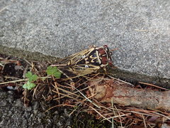 Auritibicen bihamatus