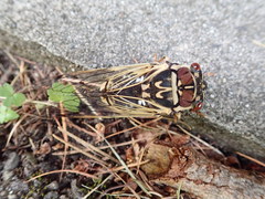 Auritibicen bihamatus