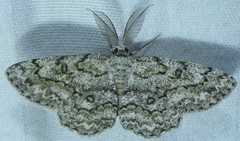 Hypomecis umbrosaria