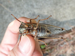 Auritibicen bihamatus