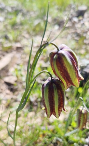 Image of Fritillaria lusitanica by (c) Santiago Martín-Bravo, some rights reserved (CC BY)
