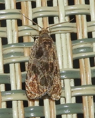 Olethreutes permundana