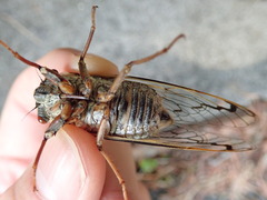 Auritibicen bihamatus