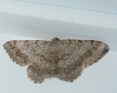 Digrammia ocellinata