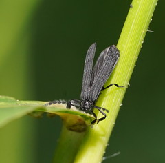 Trichalus ater