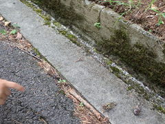 Auritibicen bihamatus