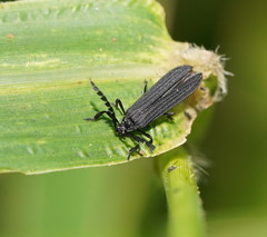 Trichalus ater
