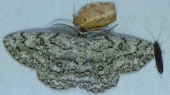 Hypomecis umbrosaria