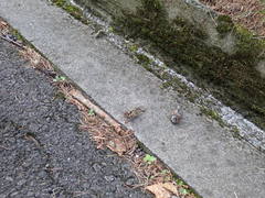 Auritibicen bihamatus