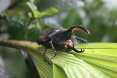 Dynastes septentrionalis