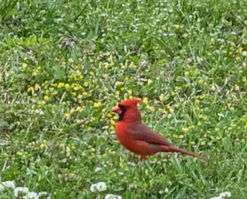 Northern Cardinal