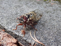 Auritibicen bihamatus