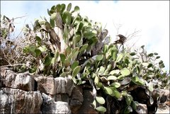 Opuntia helleri