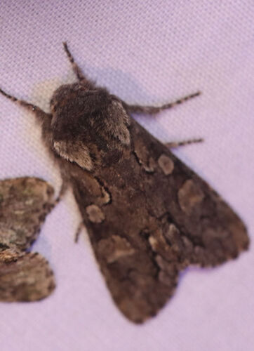 Chosen Sallow photo 3