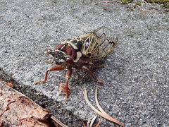 Auritibicen bihamatus