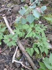 Clematis occidentalis