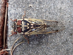 Auritibicen bihamatus