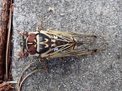 Auritibicen bihamatus