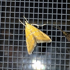 Xanthophysa psychicalis