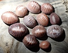 Pseudopusula californiana