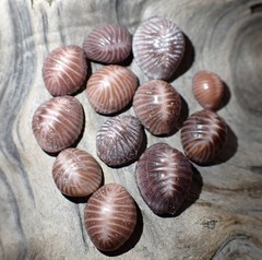 Pseudopusula californiana