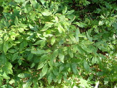 Rhododendron molle japonicum