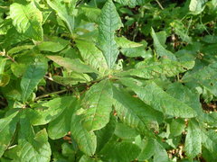 Rhododendron molle japonicum