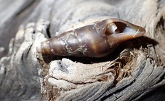 Ophiodermella inermis