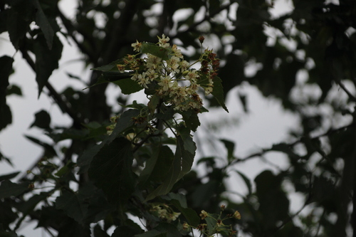 Image of Dombeya cymosa by no rights reserved
