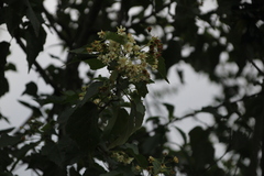 author not stated, no rights reserved Dombeya cymosa, photograph author not stated, no rights reserved