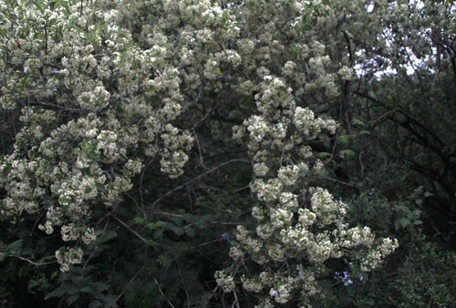 Dombeya cymosa, photograph 2