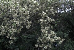 author not stated, no rights reserved Dombeya cymosa, photograph author not stated, no rights reserved