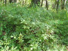 Rhododendron molle japonicum