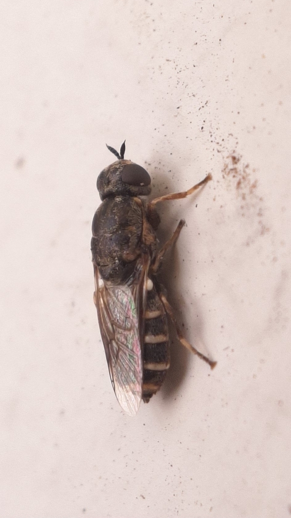 Lasiopa edentula