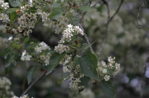 Image of Dombeya cymosa by no rights reserved