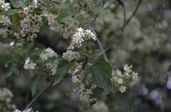 author not stated, no rights reserved Dombeya cymosa, photograph author not stated, no rights reserved