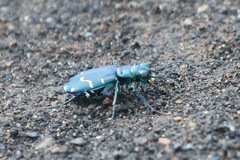 Cicindela depressula