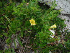 Pentalinon luteum